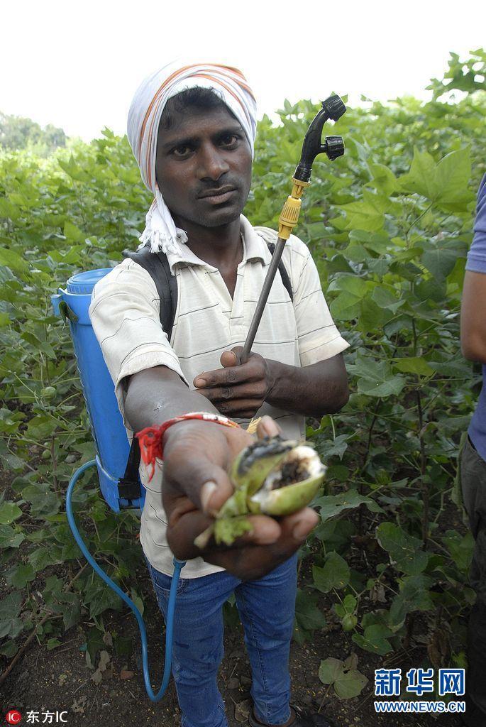 当地时间2017年10月9日，印度马哈拉施特拉邦亚瓦特马尔县，棉农在地里喷洒农药。.jpg