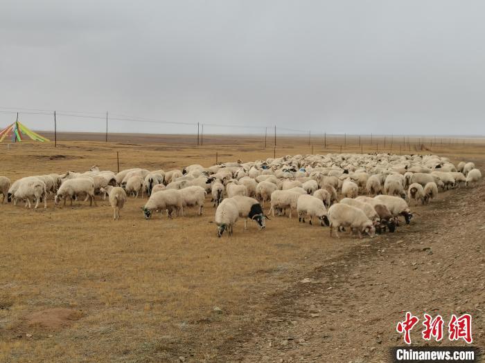 图为玛多藏羊。　玛多县委宣传部 供图
